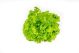 Lettuce: HydroCrunch Loose