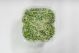 Microgreens: Broccoli 2/8oz