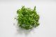 Microgreens: Cilantro 2/4oz