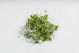 Microgreens: Kale 2/8oz