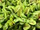 Microgreen Red Vine Sorrel 2/4